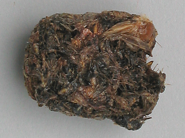 Gierzwaluw voedselbal