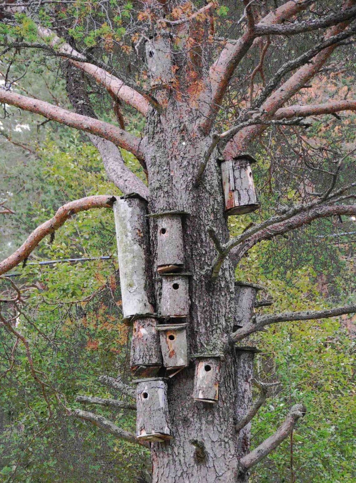Gierzwaluwnestkasten in boom Hakkas Zweeds Lapland
