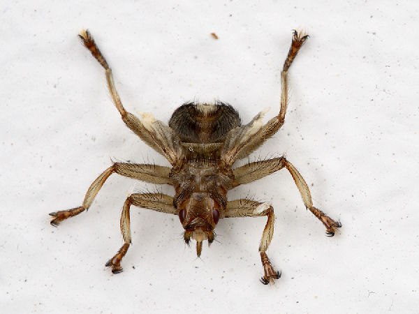 Gierzwaluwhuisvlieg Craeterina Pallida. Foto: Henk Haans.